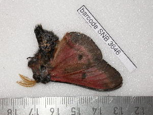  ( - barcode SNB 3646)  @12 [ ] Copyright (2012) Stefan Naumann Research Collection of Stefan Naumann