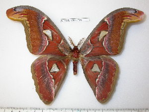  (Attacus atlas - barcode SNB 3793)  @15 [ ] Copyright (2012) Stefan Naumann Research Collection of Stefan Naumann