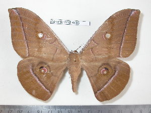  (Antheraea pratti - barcode SNB 4095)  @15 [ ] Copyright (2012) Stefan Naumann Research Collection of Stefan Naumann