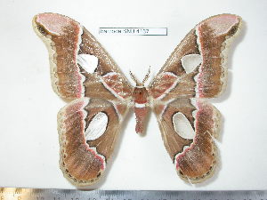  (Rothschildia lebeau benjamini - barcode SNB 4167)  @15 [ ] Copyright (2012) Stefan Naumann Research Collection of Stefan Naumann