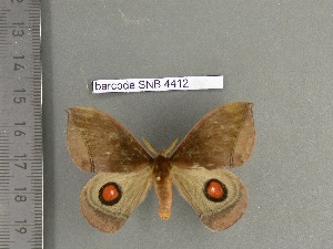  (Gamelia camacana - barcode SNB 4412)  @13 [ ] Copyright (2012) Stefan Naumann Research Collection of Stefan Naumann