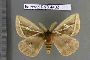  (Dirphiopsis undulinea - barcode SNB 4432)  @14 [ ] Copyright (2012) Stefan Naumann Research Collection of Stefan Naumann