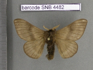  ( - barcode SNB 4482)  @11 [ ] Copyright (2012) Stefan Naumann Research Collection of Stefan Naumann