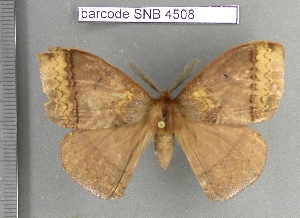  (Janiodes ecmorona - barcode SNB 4508)  @14 [ ] Copyright (2012) Stefan Naumann Research Collection of Stefan Naumann