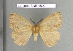  (Janiodes rusminasa - barcode SNB 4509)  @14 [ ] Copyright (2012) Stefan Naumann Research Collection of Stefan Naumann