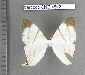  (Therinia podaliriaria - barcode SNB 4542)  @12 [ ] Copyright (2012) Stefan Naumann Research Collection of Stefan Naumann