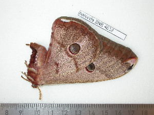  ( - barcode SNB 4638)  @12 [ ] Copyright (2012) Stefan Naumann Research Collection of Stefan Naumann