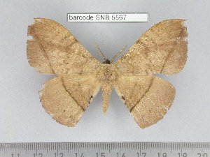  ( - barcode SNB 5567)  @11 [ ] Copyright (2015) Stefan Naumann Research Collection of Stefan Naumann