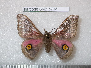  (Ludia hansalii hansalii - barcode SNB 5738)  @14 [ ] Copyright (2015) Stefan Naumann Research Collection of Stefan Naumann