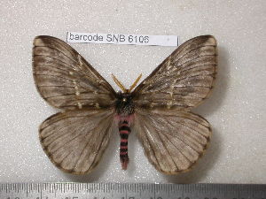  ( - barcode SNB 6106)  @13 [ ] Copyright (2017) Stefan Naumann Research Collection of Stefan Naumann