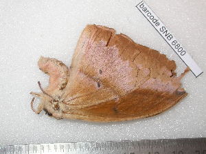  ( - barcode SNB 6800)  @11 [ ] copyright (2020) Stefan Naumann private