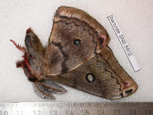  ( - barcode SNB 6802)  @11 [ ] copyright (2020) Stefan Naumann private