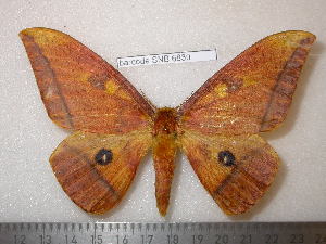  ( - barcode SNB 6830)  @11 [ ] copyright (2020) Stefan Naumann private