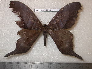  ( - barcode SNB 6832)  @11 [ ] copyright (2020) Stefan Naumann private