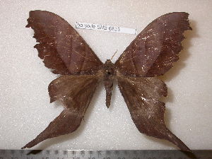  ( - barcode SNB 6833)  @11 [ ] copyright (2020) Stefan Naumann private