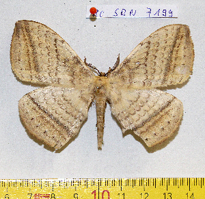  ( - barcode SNB 7199)  @11 [ ] copyright (2022) Stefan Naumann Research collection of Stefan Naumann