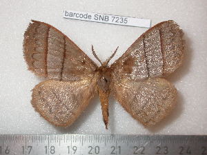  (Mellirisa - barcode SNB 7235)  @11 [ ] copyright (2022) Stefan Naumann Research collection of Stefan Naumann