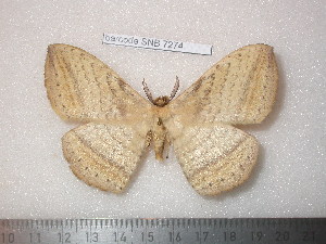  ( - barcode SNB 7274)  @11 [ ] copyright (2022) Stefan Naumann Research collection of Stefan Naumann