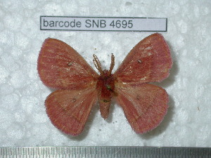  ( - barcode SNB 4695)  @14 [ ] Copyright (2012) Stefan Naumann Research Collection of Stefan Naumann