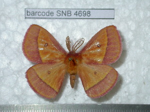  ( - barcode SNB 4698)  @14 [ ] Copyright (2012) Stefan Naumann Research Collection of Stefan Naumann