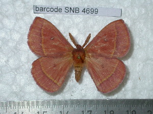  ( - barcode SNB 4699)  @14 [ ] Copyright (2012) Stefan Naumann Research Collection of Stefan Naumann
