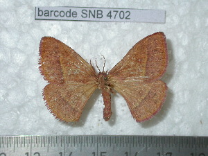  ( - barcode SNB 4702)  @14 [ ] Copyright (2012) Stefan Naumann Research Collection of Stefan Naumann
