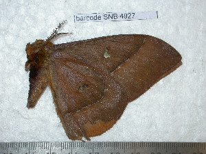  ( - barcode SNB 4927)  @12 [ ] Copyright (2012) Stefan Naumann Research Collection of Stefan Naumann