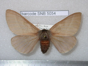  (Hemileuca oliviae - barcode SNB 5054)  @14 [ ] Copyright (2013) Stefan Naumann Research Collection of Stefan Naumann