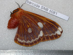  (Pararhodia hiltrautae - barcode SNB 5081)  @12 [ ] Copyright (2013) Stefan Naumann Research Collection of Stefan Naumann