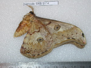  (Saturnia thibetomima - barcode SNB 5114)  @14 [ ] Copyright (2013) Stefan Naumann Research Collection of Stefan Naumann