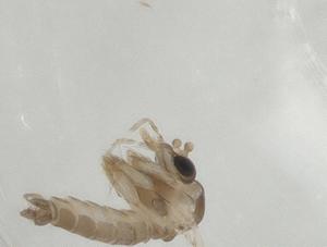  (Sergentomyia congolensis - CBG-A03843-C02)  @11 [ ] CreativeCommons - Attribution (2023) Centre for Biodiversity Genomics Centre for Biodiversity Genomics