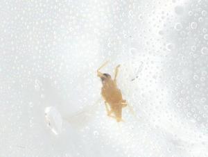  ( - BIOUG89066-H07)  @11 [ ] CreativeCommons - Attribution (2022) Centre for Biodiversity Genomics Centre for Biodiversity Genomics