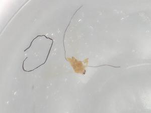  ( - BIOUG93298-A01)  @11 [ ] CreativeCommons - Attribution (2022) Centre for Biodiversity Genomics Centre for Biodiversity Genomics