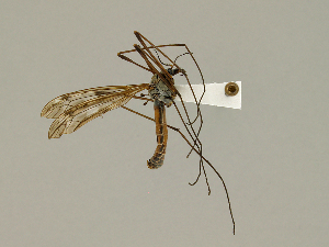  ( - CMNH474942)  @13 [ ] CreativeCommons - Attribution Non-Commercial Share-Alike (2010) Chen Young Carnegie Museum of Natural History