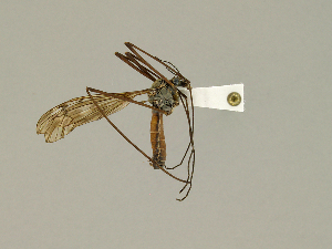  ( - CMNH474964)  @13 [ ] CreativeCommons - Attribution Non-Commercial Share-Alike (2010) Chen Young Carnegie Museum of Natural History