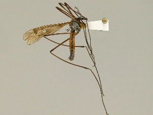  ( - CMNH474967)  @13 [ ] CreativeCommons - Attribution Non-Commercial Share-Alike (2010) Chen Young Carnegie Museum of Natural History