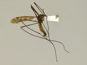  ( - CMNH474968)  @13 [ ] CreativeCommons - Attribution Non-Commercial Share-Alike (2010) Chen Young Carnegie Museum of Natural History