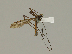  ( - CMNH474970)  @13 [ ] CreativeCommons - Attribution Non-Commercial Share-Alike (2010) Chen Young Carnegie Museum of Natural History