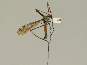 ( - CMNH474981)  @13 [ ] CreativeCommons - Attribution Non-Commercial Share-Alike (2010) Chen Young Carnegie Museum of Natural History