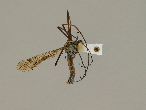  ( - CMNH474937)  @13 [ ] CreativeCommons - Attribution Non-Commercial Share-Alike (2010) Chen Young Carnegie Museum of Natural History
