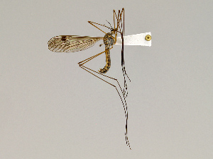  (Tipula bituberculata - CMNH543365)  @11 [ ] CreativeCommons - Attribution Non-Commercial Share-Alike (2010) Chen Young Carnegie Museum of Natural History