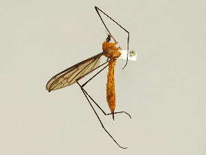  ( - CMNH475070)  @11 [ ] CreativeCommons - Attribution Non-Commercial Share-Alike (2010) Chen Young Carnegie Museum of Natural History
