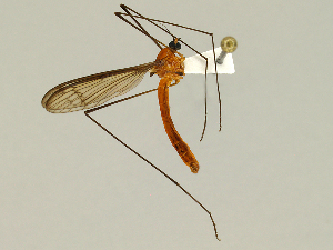  ( - CMNH475071)  @11 [ ] CreativeCommons - Attribution Non-Commercial Share-Alike (2010) Chen Young Carnegie Museum of Natural History