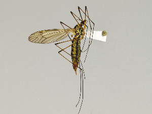  (Nephrotoma appendiculata - CMNH543120)  @13 [ ] CreativeCommons - Attribution Non-Commercial Share-Alike (2010) Chen Young Carnegie Museum of Natural History