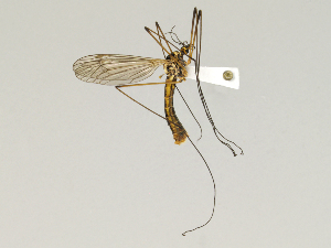  (Nephrotoma appendiculata - CMNH543123)  @13 [ ] CreativeCommons - Attribution Non-Commercial Share-Alike (2010) Chen Young Carnegie Museum of Natural History