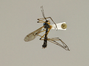  (Ptychoptera scutellaris - CMNH418239)  @14 [ ] CreativeCommons - Attribution Non-Commercial Share-Alike (2010) Chen Young Carnegie Museum of Natural History