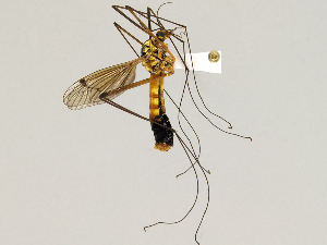  ( - CMNH475202)  @13 [ ] CreativeCommons - Attribution Non-Commercial Share-Alike (2010) Chen Young Carnegie Museum of Natural History