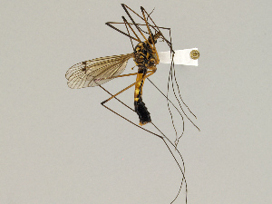  ( - CMNH475204)  @13 [ ] CreativeCommons - Attribution Non-Commercial Share-Alike (2010) Chen Young Carnegie Museum of Natural History
