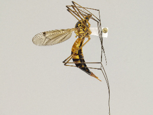  ( - CMNH475205)  @13 [ ] CreativeCommons - Attribution Non-Commercial Share-Alike (2010) Chen Young Carnegie Museum of Natural History