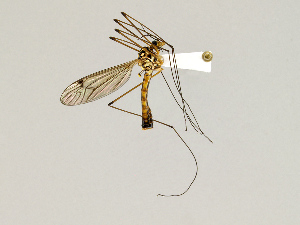  ( - CMNH475228)  @13 [ ] CreativeCommons - Attribution Non-Commercial Share-Alike (2010) Chen Young Carnegie Museum of Natural History